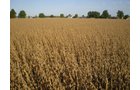 Property photo 38 - 75+/- Acres in 9 Tracts